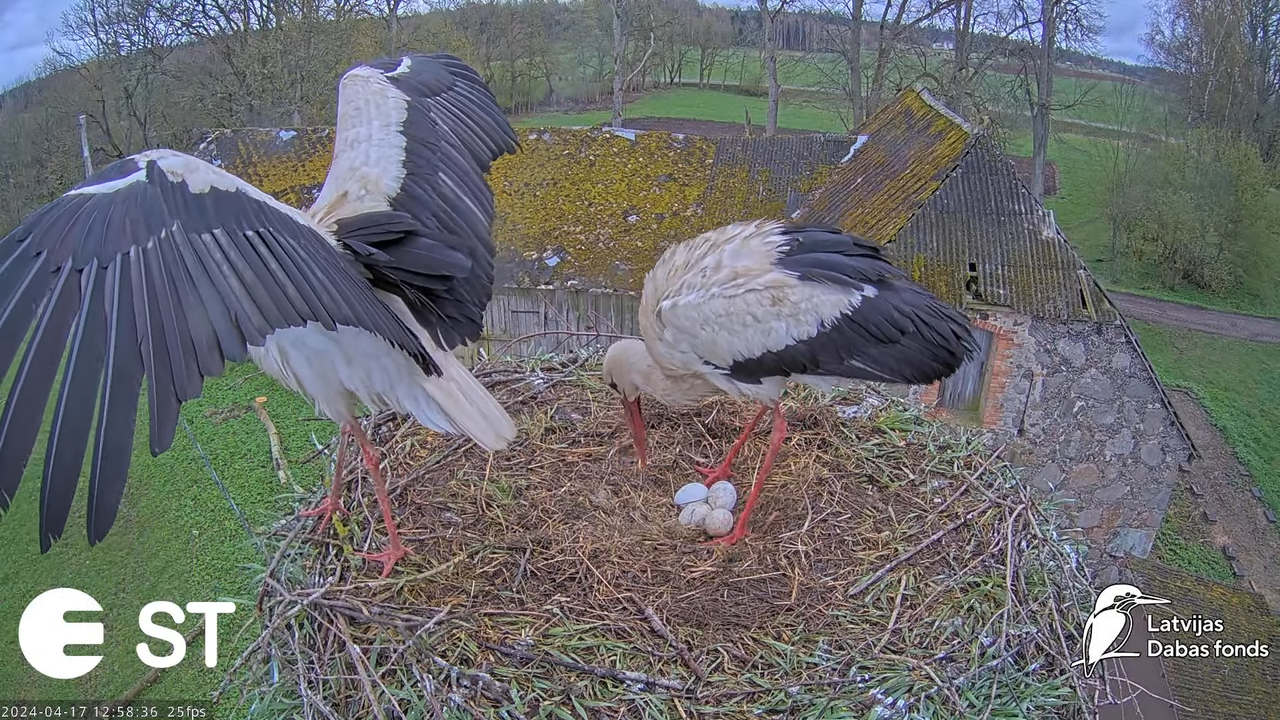 Baltie stārķi (Ciconia ciconia) Tukuma novadā - LDF tiešraide __ White storks in Tukums, Latvia 8-48