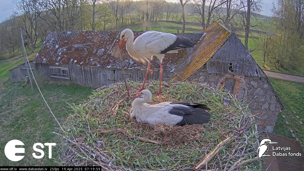(34) Baltie stārķi (Ciconia ciconia) Tukuma novadā __ White storks in Tukums, Latvia - YouTube - 688