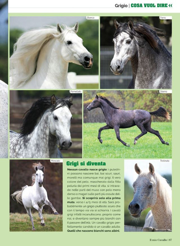 Il Mio Cav (Nov 2021) 12