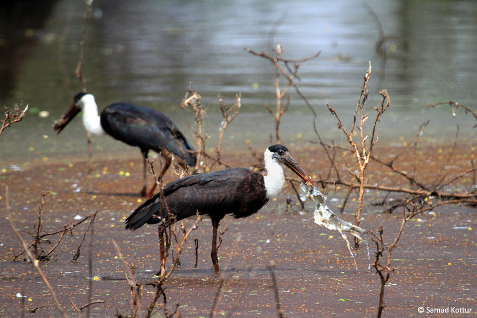 Ankasamudra Bird Conservation Reserve