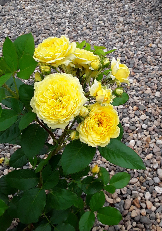 20240621_073038 (1)ьь