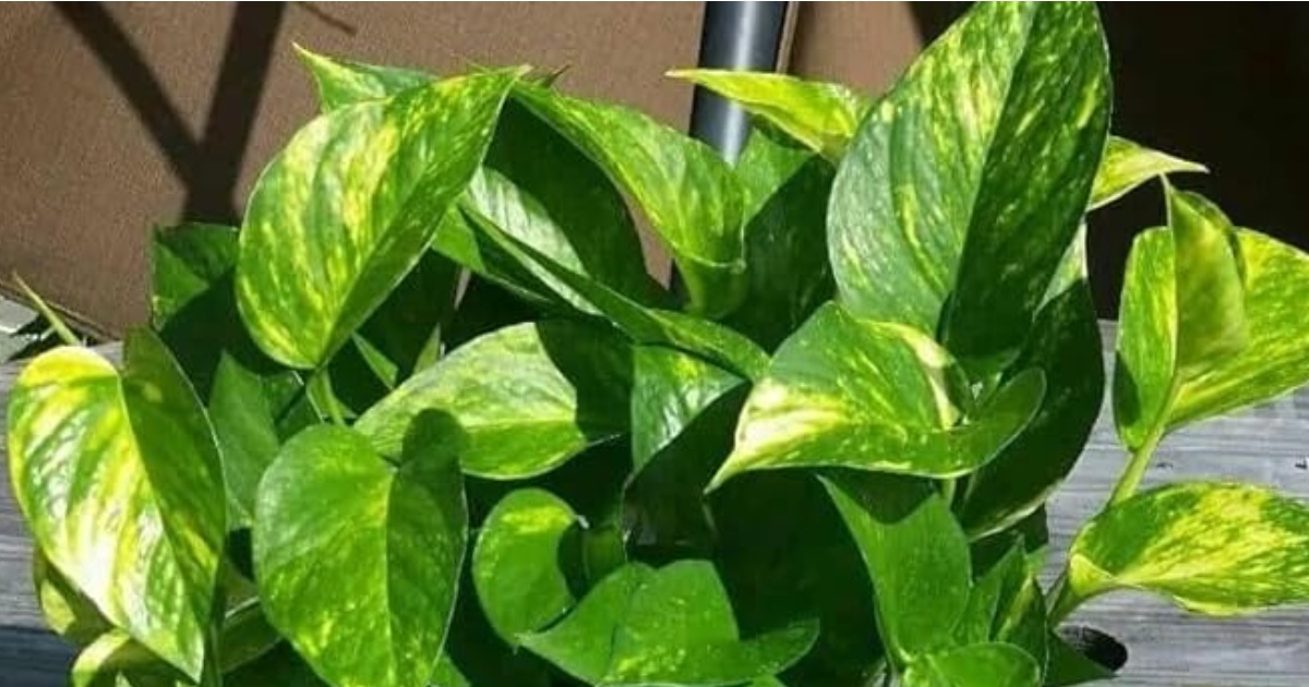 মানি প্লান্ট থেকে বিড়ালের সুরক্ষা