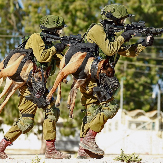 holstered-attack-dog