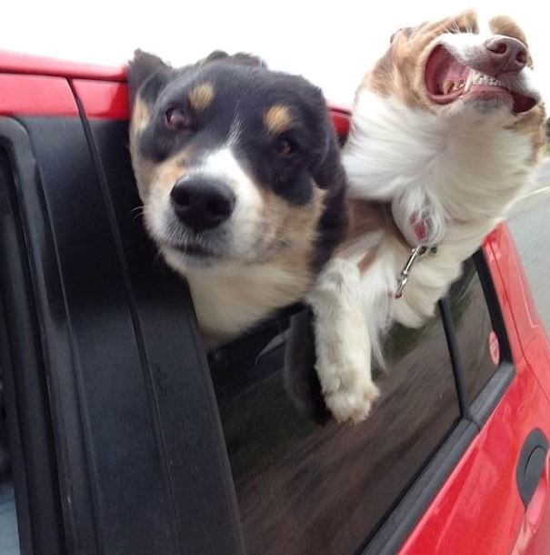 23 уморительных фотографии на которых неожиданно появилась собака