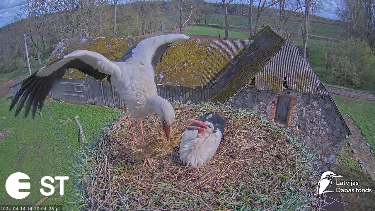 Baltie stārķi (Ciconia ciconia) Tukuma novadā - LDF tiešraide __ White storks in Tukums, Latvia 12-5