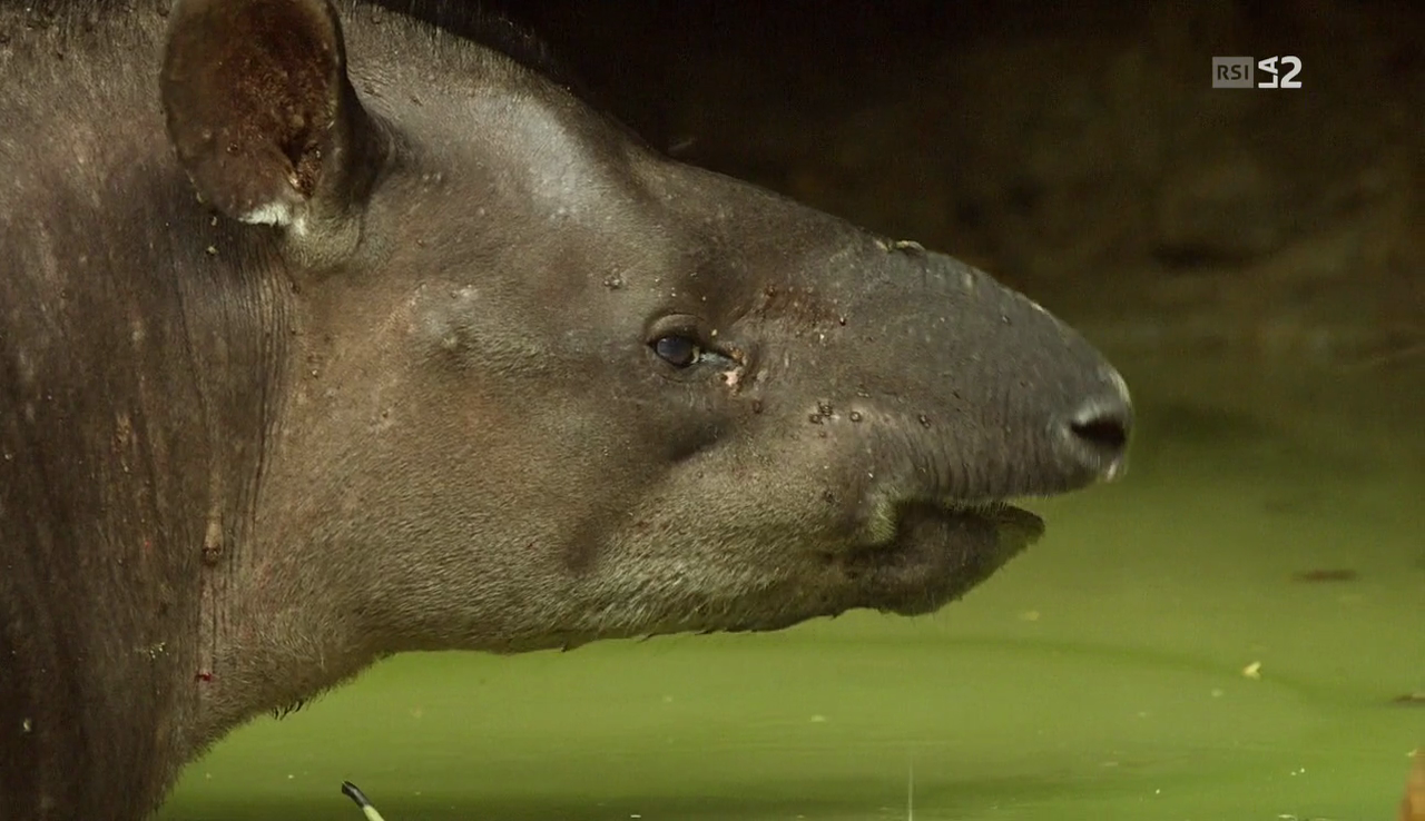 vlcsnap-2017-04-05-17h48m51s854