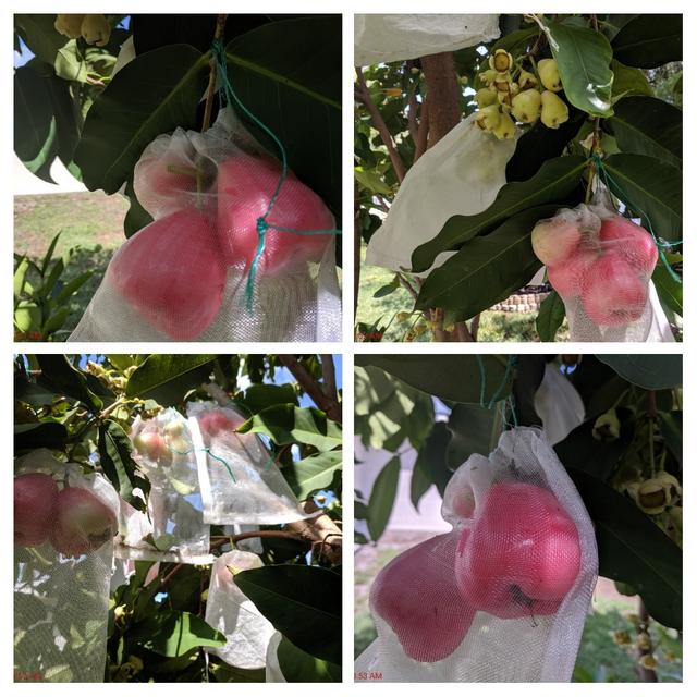 [Image: 20190511-120616-COLLAGE.jpg]