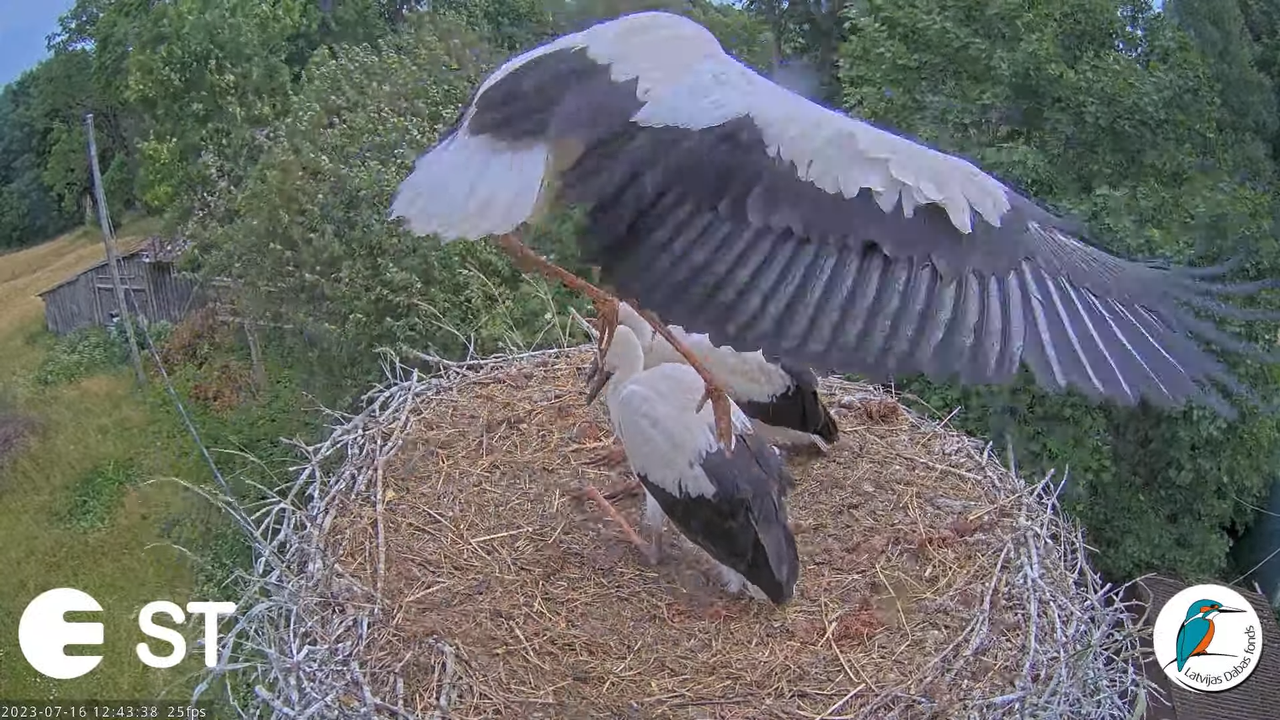 Baltie stārķi (Ciconia ciconia) Tukuma novadā - LDF tiešraide __ White storks in Tukums, Latvia 13-5