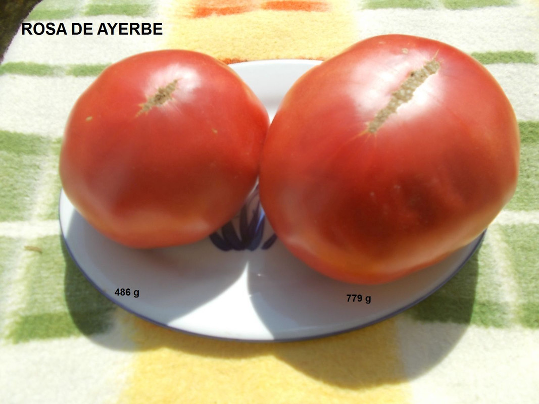 DSCN4029Rosa de Ayerbe