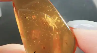 Crab_trapped-a-tree
