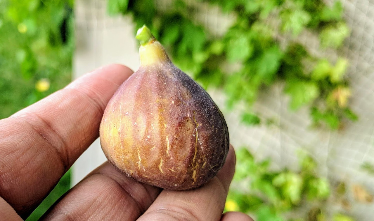 Unknow Danny 2 09-07-20017