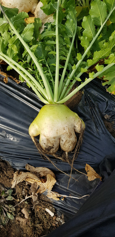 시들지 않는 탐욕