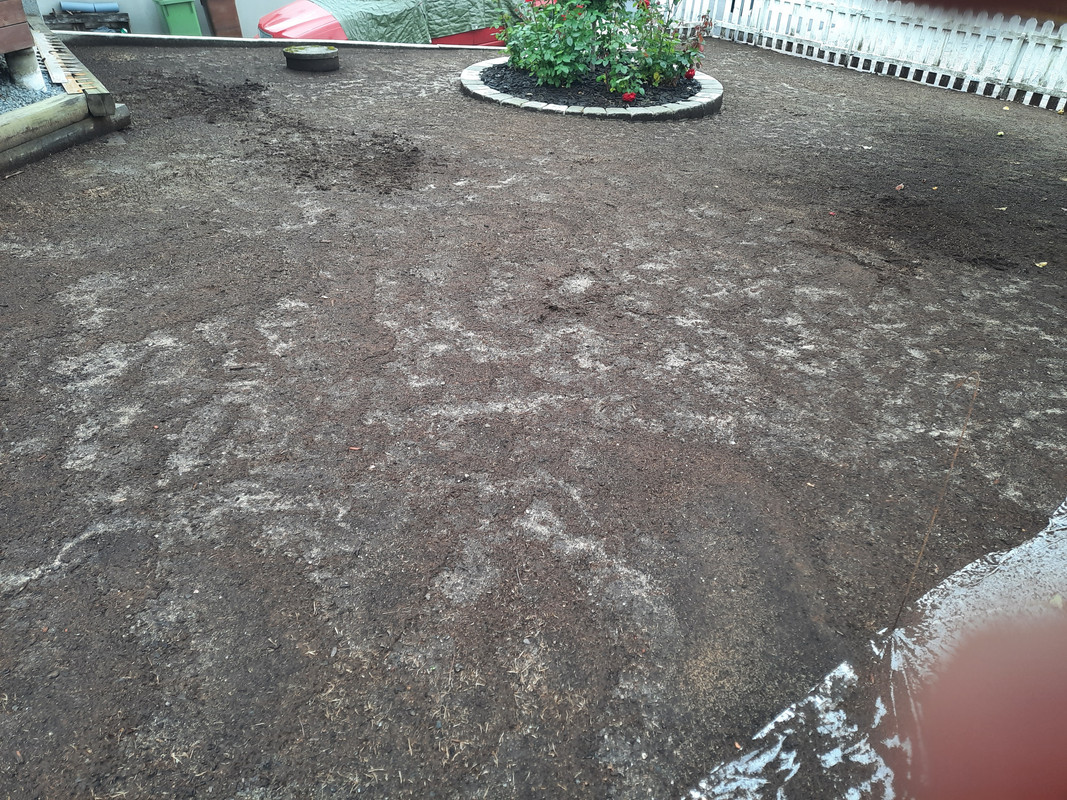 should i seed if heavy rain forecasted day after seeding? | Lawn Care Forum
