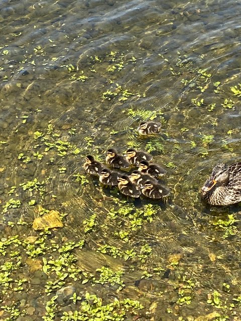 [Image: 5-B60921-D-A8-C9-4-C75-B664-5-D0-ACA79-E07-A.jpg]