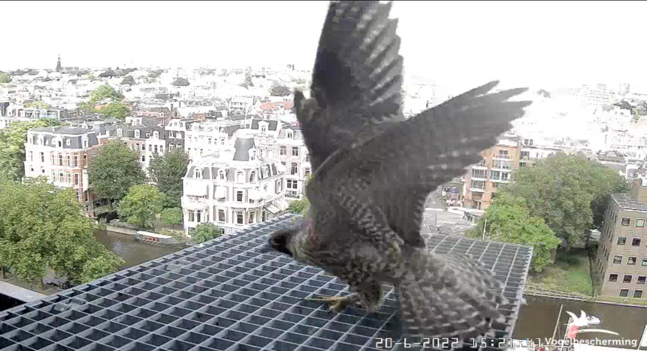 Amsterdam/Rijksmuseum screenshots © Beleef de Lente/Vogelbescherming Nederland - Pagina 30 Video-2022-06-20-152459-Moment-3