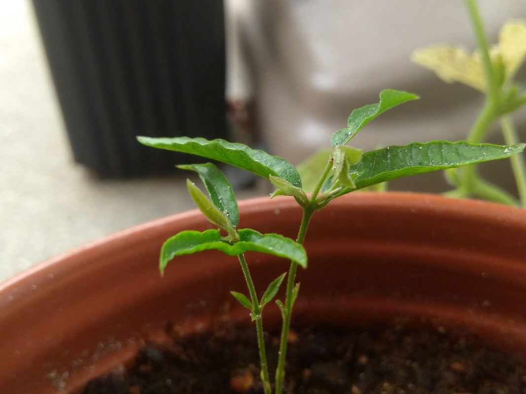 IMG_20200910_121307706