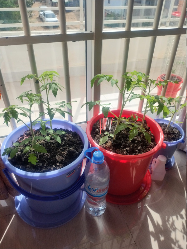 Tomatoes 260921