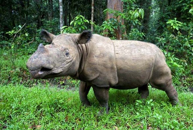 https://i.postimg.cc/rsTtqFDZ/szumatrai-rinocerosz.jpg