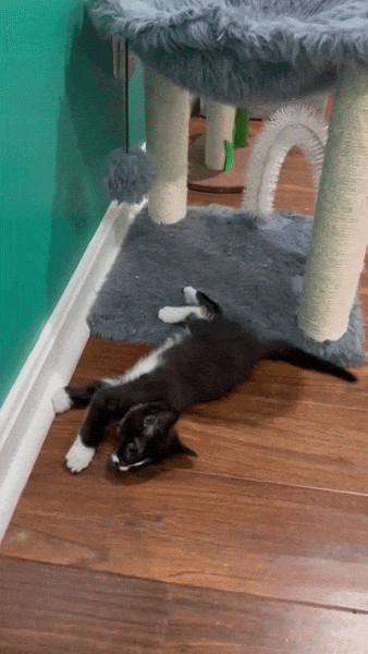 ezgif-2e2f1c964f25925f.gif