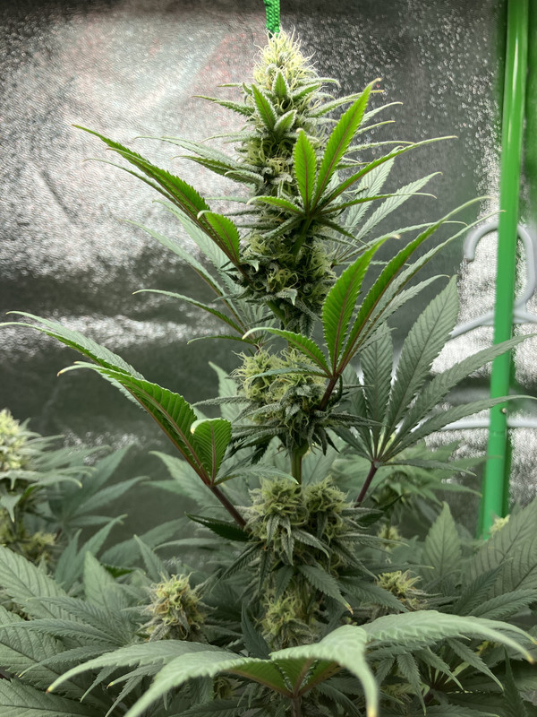 40F7EF85-4E2E-4B71-A019-81601DE7D607