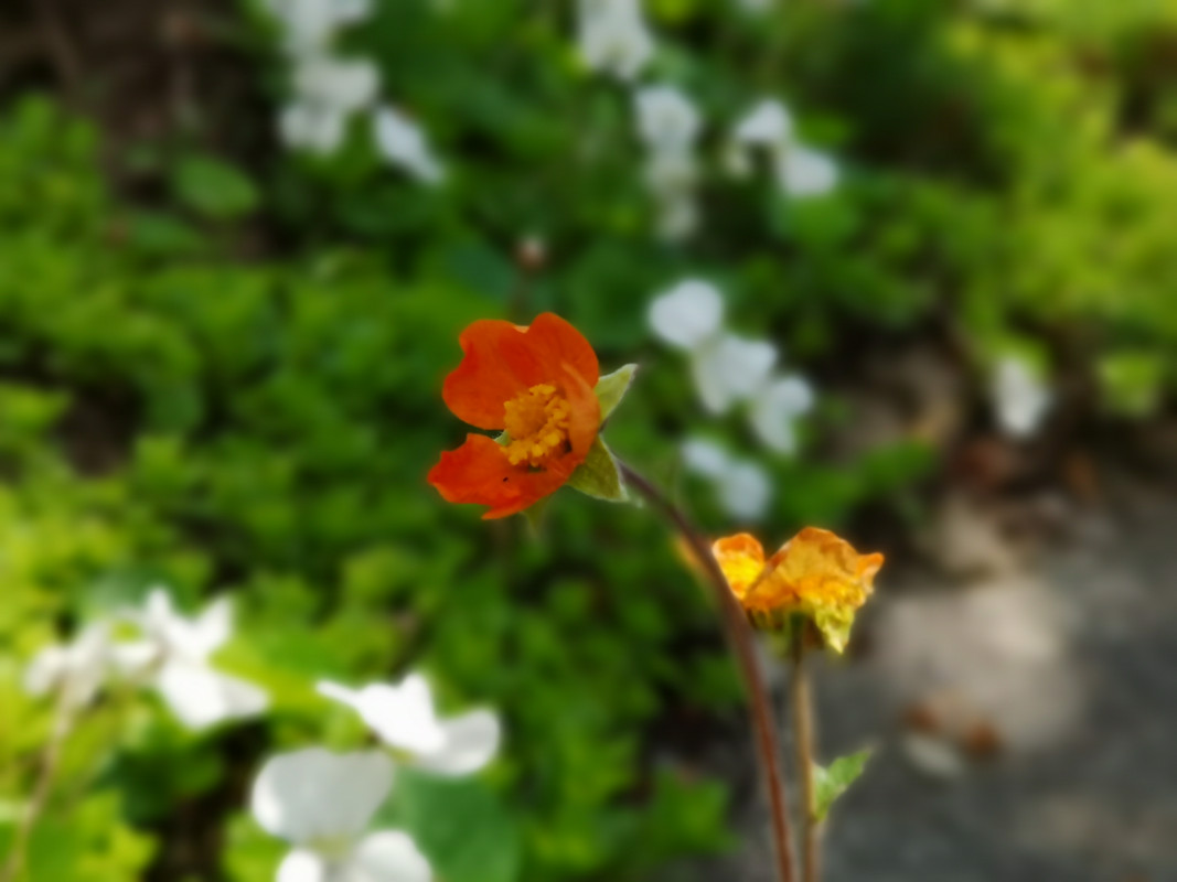 [Obrazek: IMG-20190511-120449.jpg]