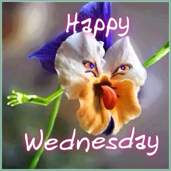 15-happy-wednesday-meme-with-crazy-flower