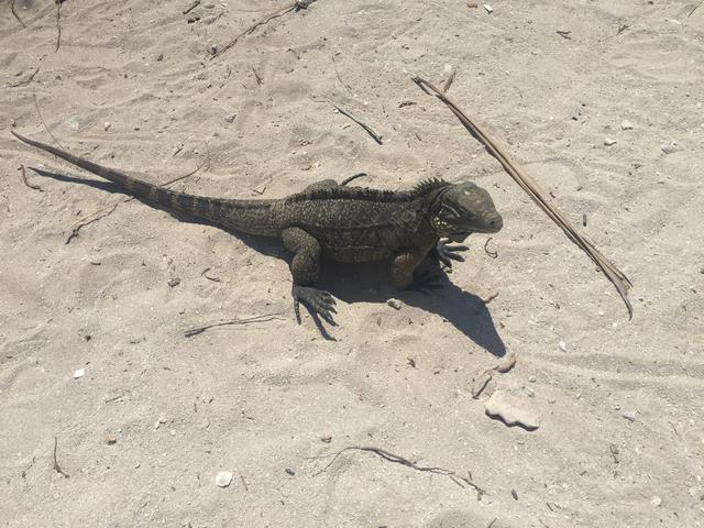 Y por fin: ¡CUBA! - Blogs de Cuba - Día 9: Trinidad (Cayo Iguana) (2)