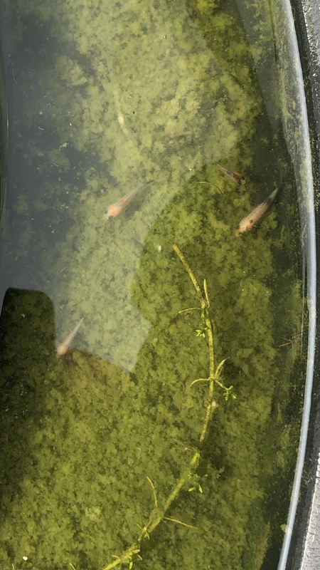 Goldfish fry in pond hot sale