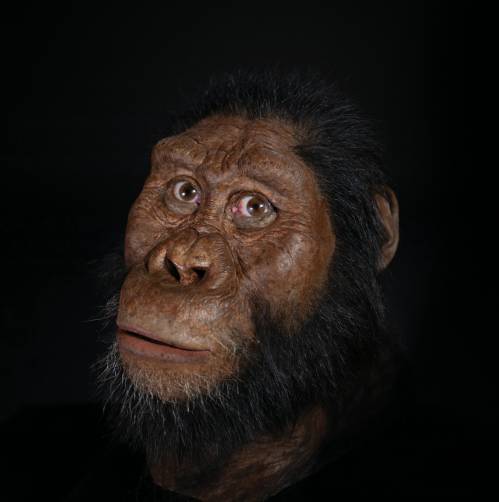 [Image: australopithecus-anamensis.jpg]