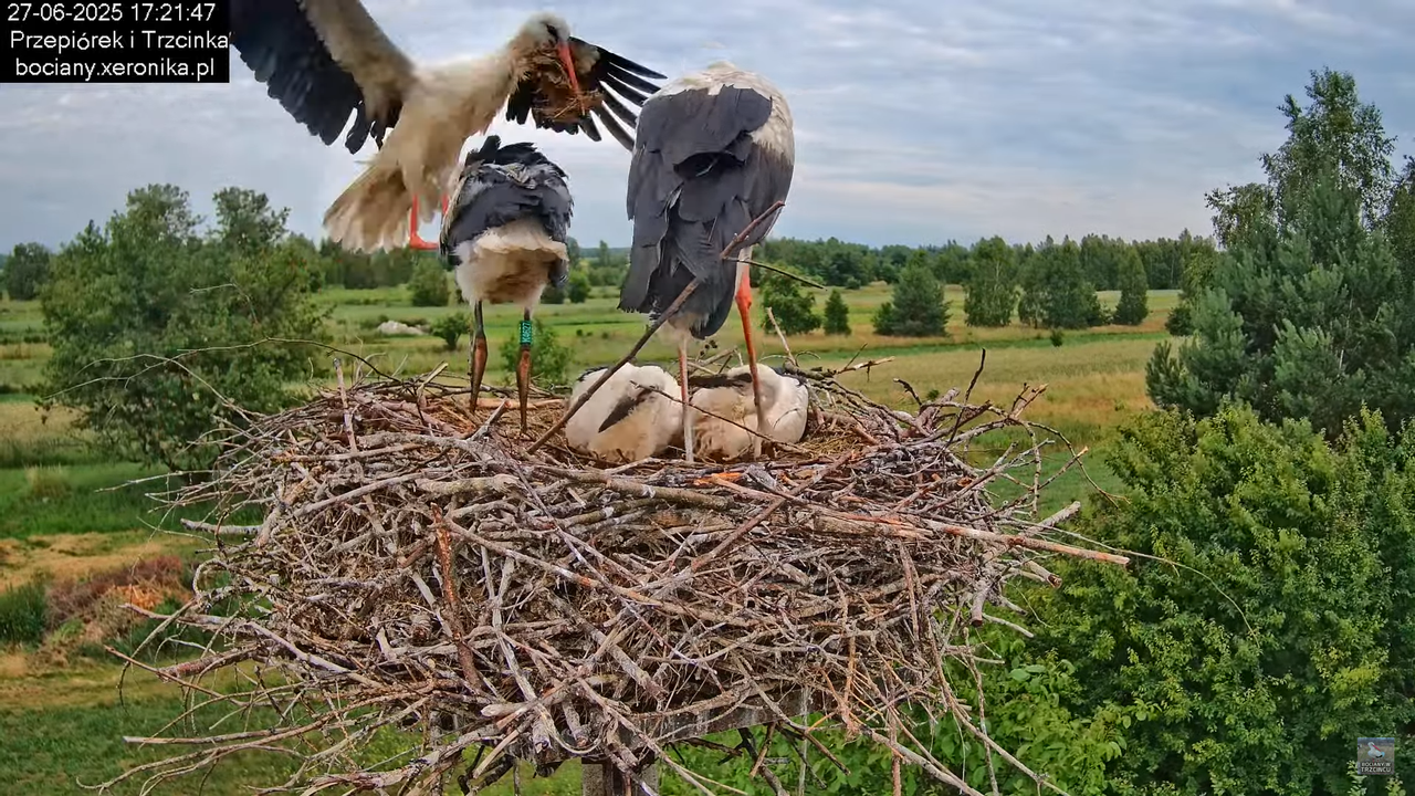 27062025bociany39