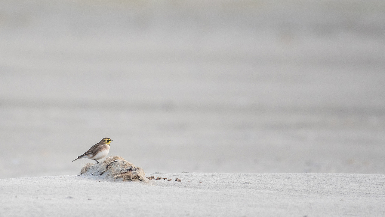 Strandleeuwerik op het strand van Schiermonnikoog