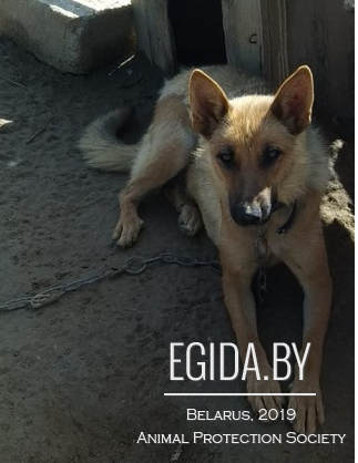 нужен талон собаке