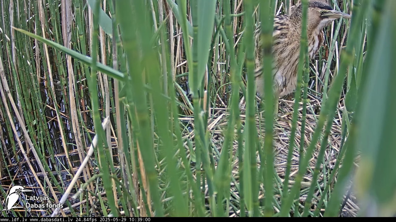 LDF Lielais dumpis (Botaurus stellaris) Zemītes pagastā 10-25-34 screenshot (1)