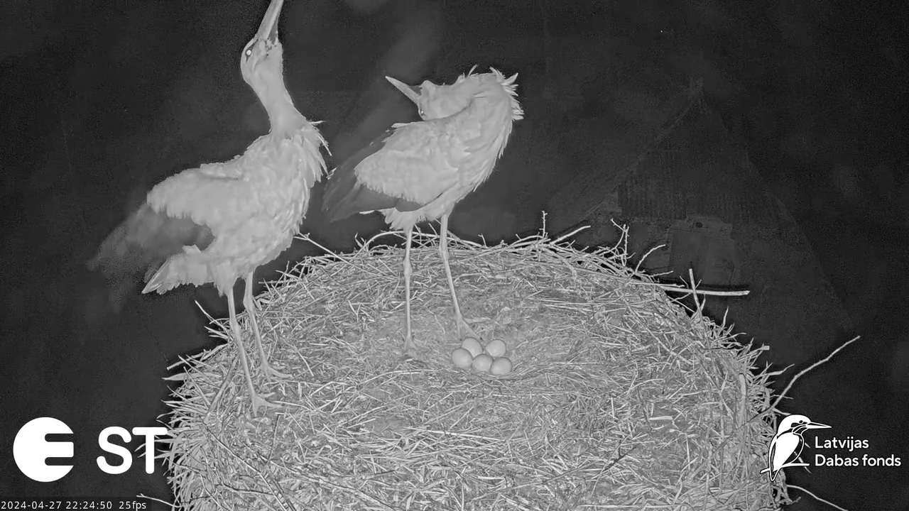 Baltie stārķi (Ciconia ciconia) Tukuma novadā - LDF tiešraide __ White storks in Tukums, Latvia 15-9