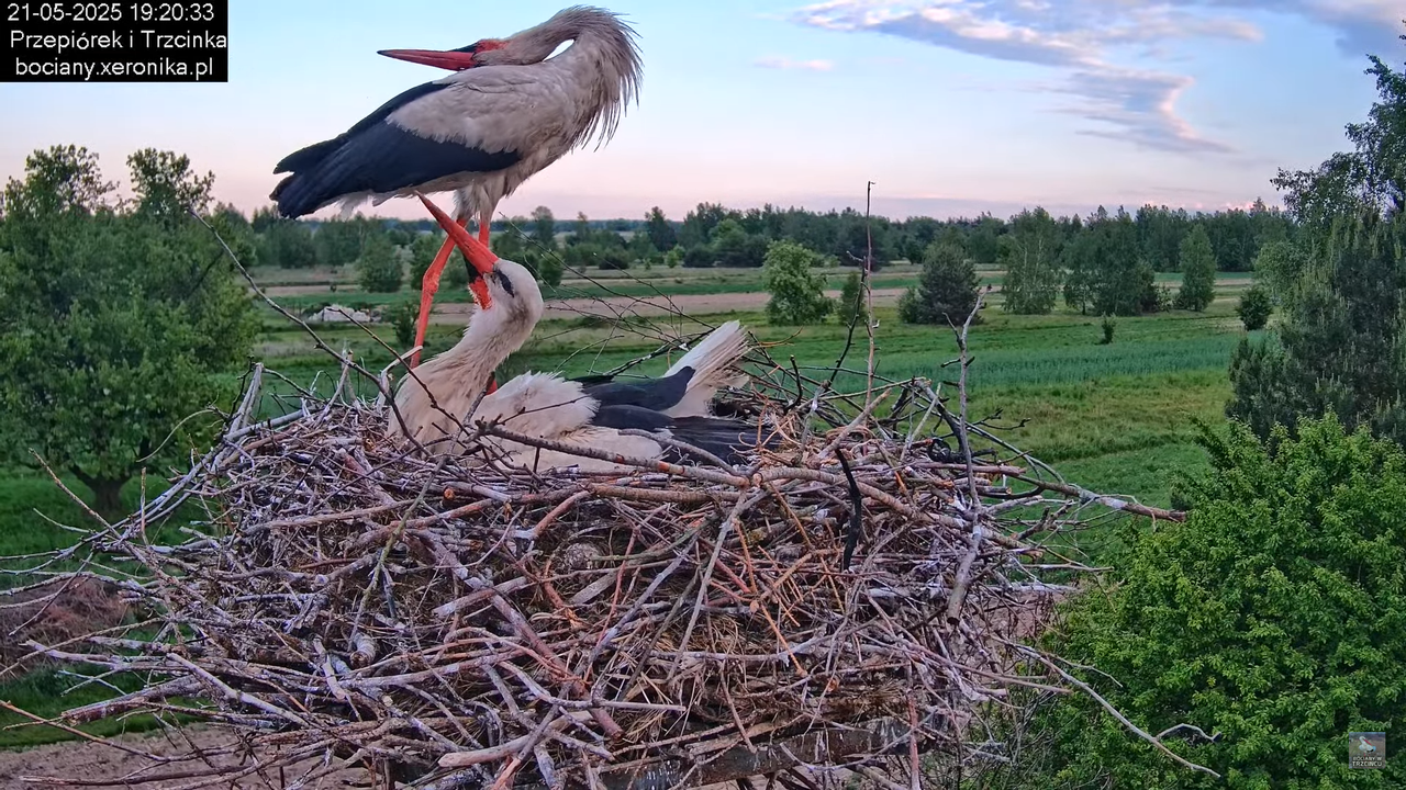 21052025bociany32