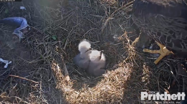 Harriet 20181226-02 copy