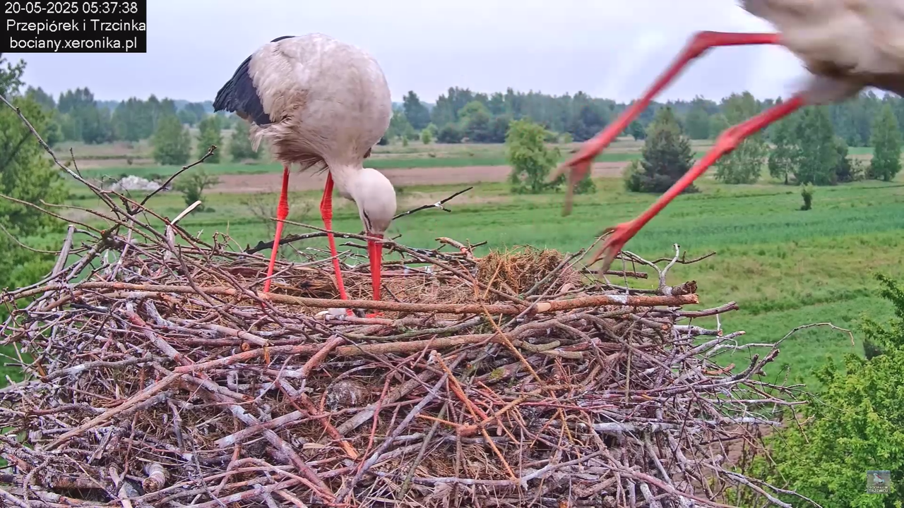 20052025bociany2