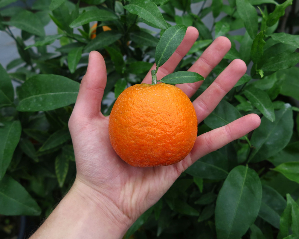 Citrus clementina 'Oronules' 2.11.2019 (6)