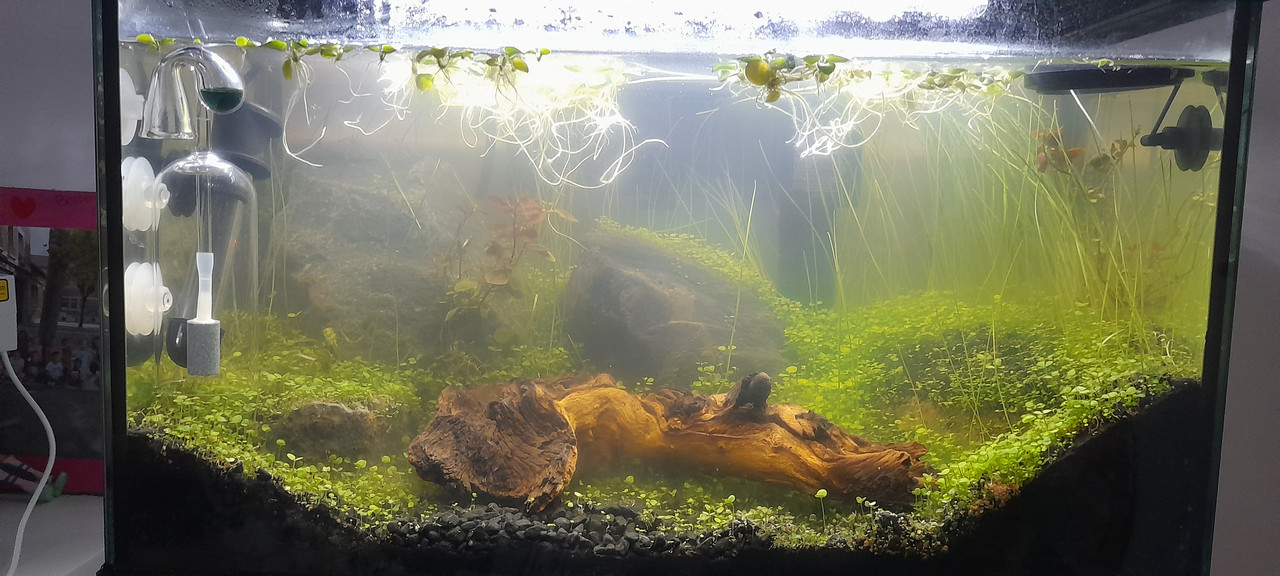 7 - aquarium complet