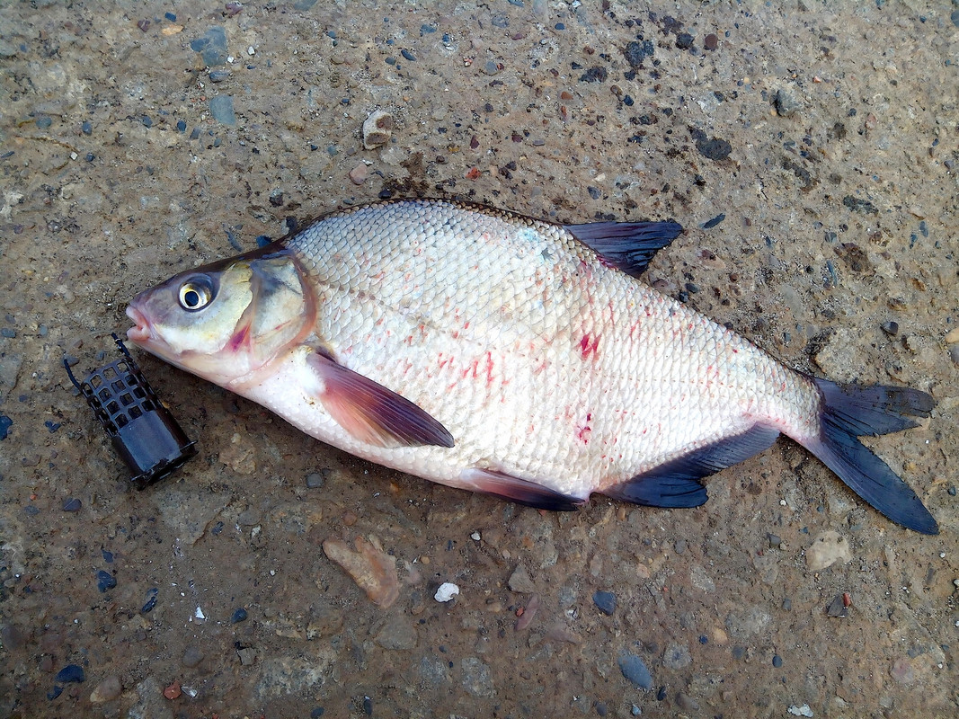 Добрянка 06.04.15 03