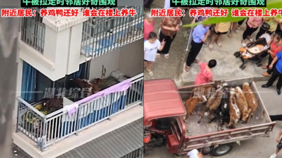 Tangkapan layar penghuni apartemen pelihara tujuh sapi di balkonnya. (douyin.com/search/???????)