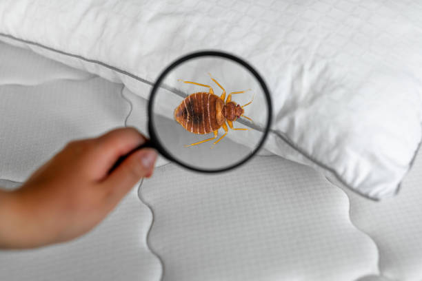 Tampa bed bug exterminator