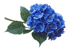 IMG-2896.png