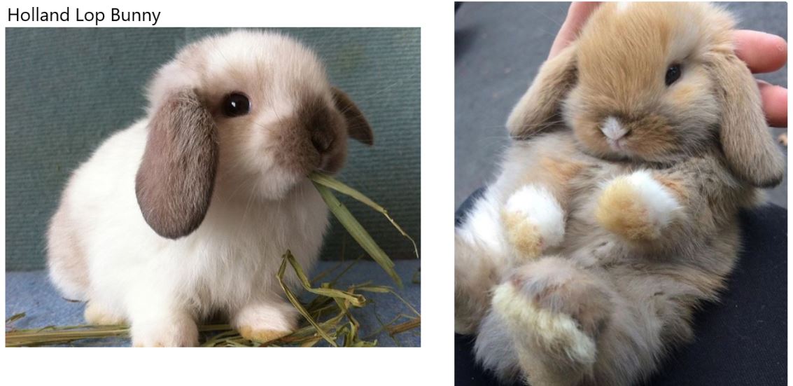 Holland-Lop-Bunny.jpg