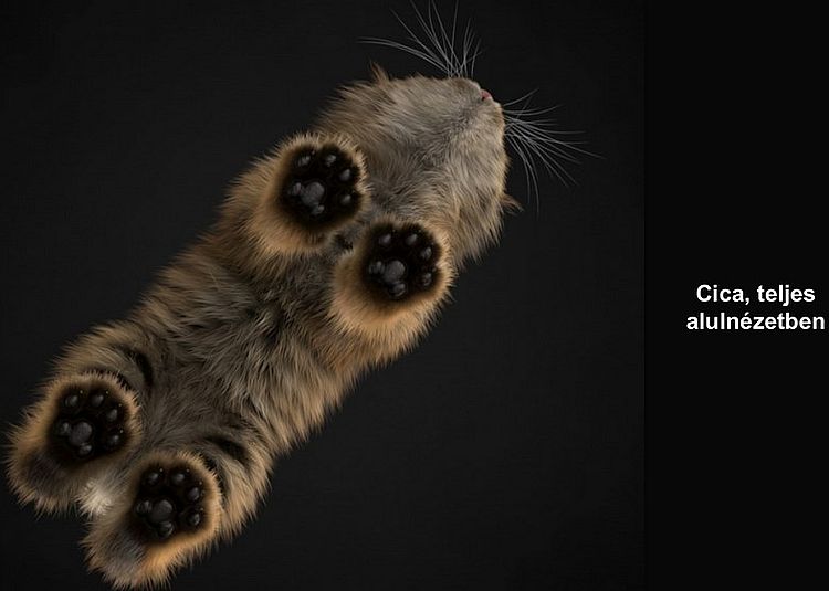 https://i.postimg.cc/rshLMpNF/cica-teljes-alulnezetben.jpg
