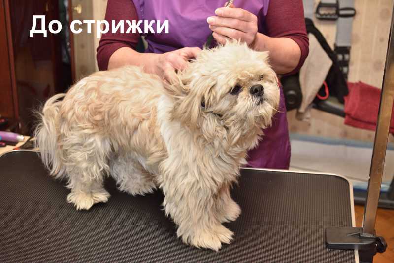 Генри перед стрижкой