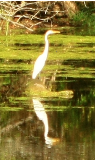 Egret 1