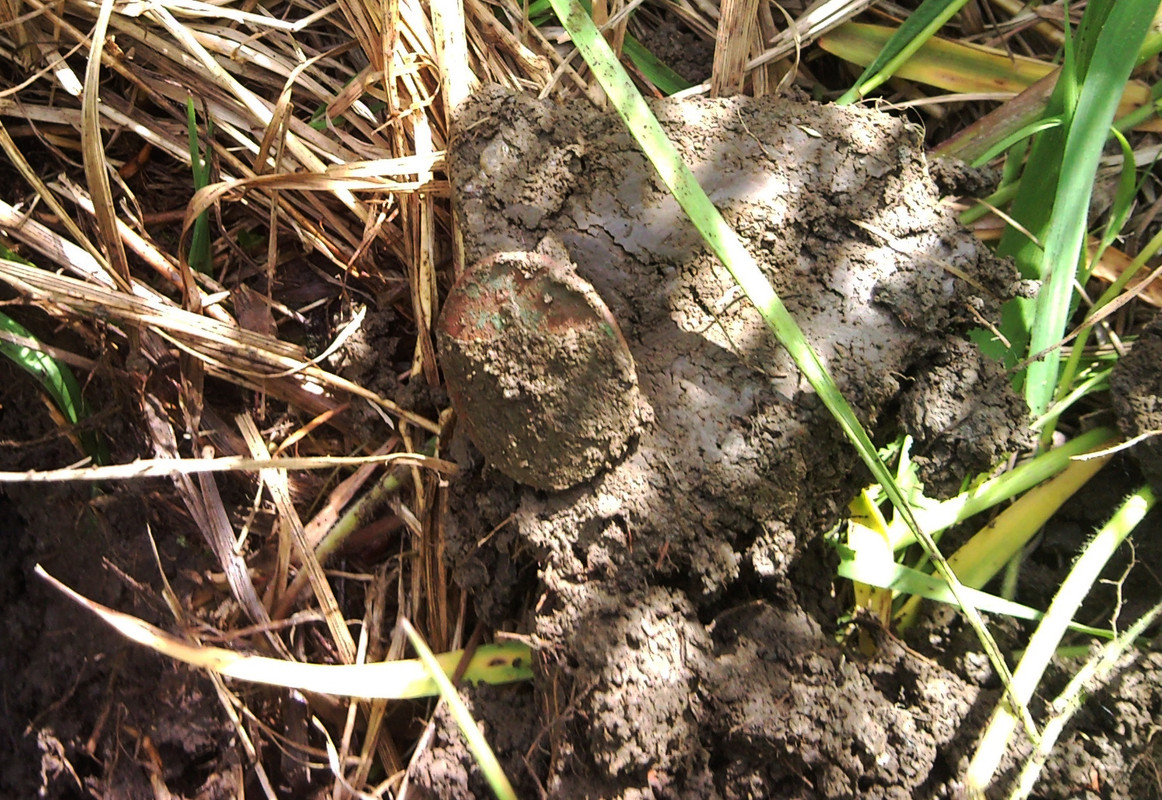 2015-06-07 @11-57-02 - öre, metsäpelto