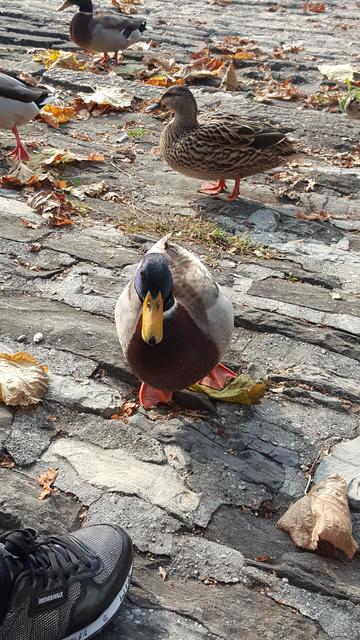 20161031_140506_5312x2988