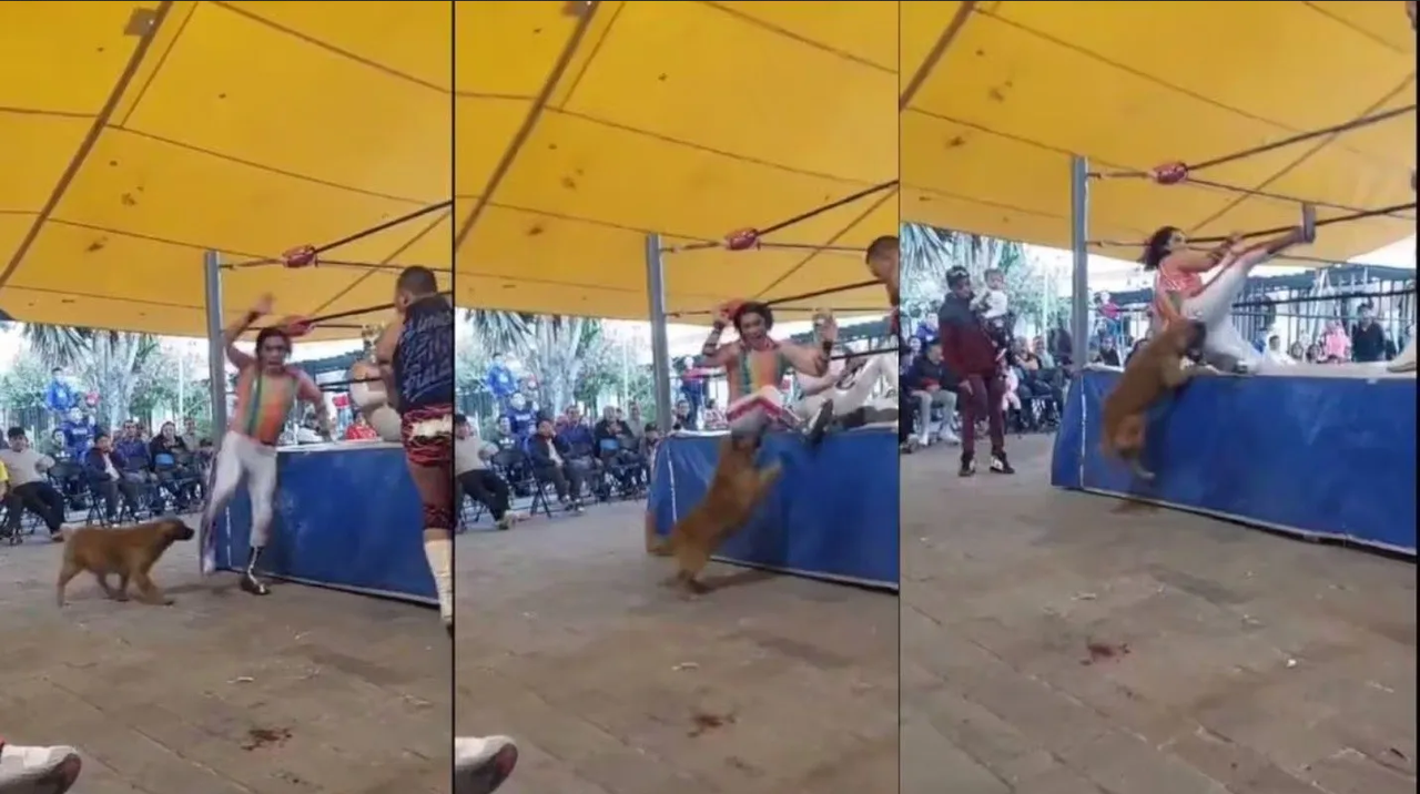 Video viral: Perrito interrumpe lucha callejera y muerde a luchador